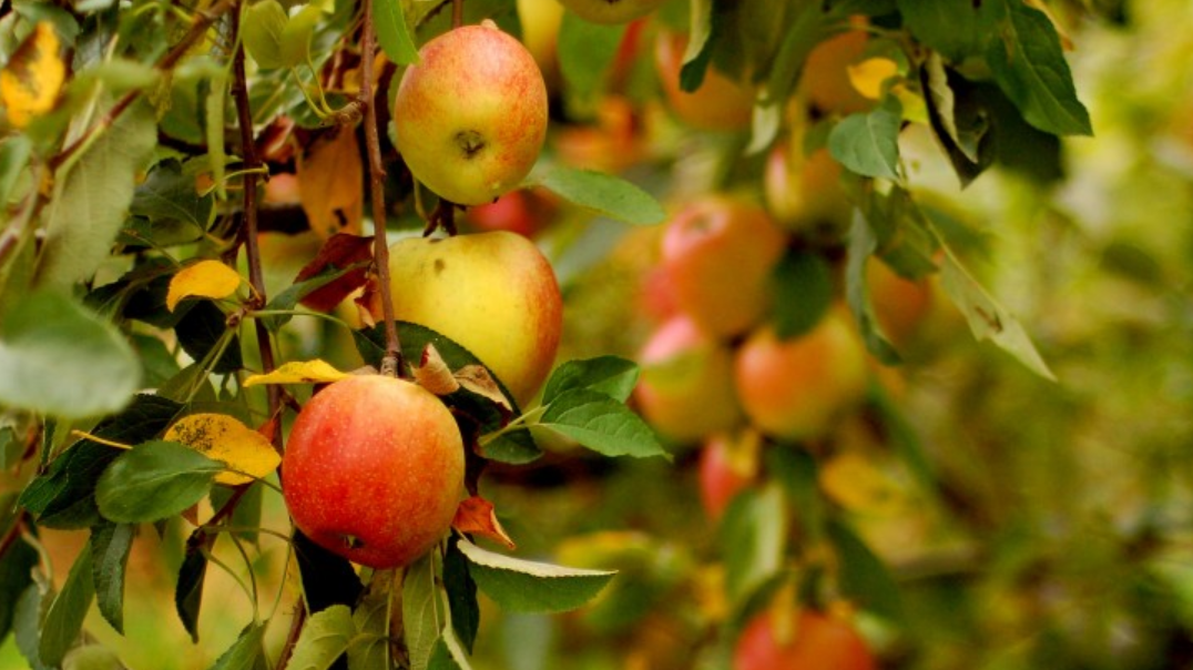 जुम्लामा ५२ हेक्टर क्षेत्रफलमा फुजी स्याउको खेती